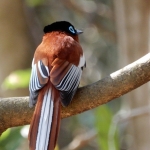 Malagasy paradise flycatcher m