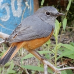 Malagasy rock thrush m