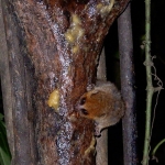 Mouse lemur