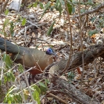 Olive-capped Couca