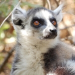 Ring-tailed lemur
