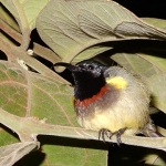 Souimanga sunbird