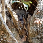 Spotted lemur