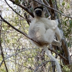 Verraux's sifaka