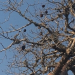 baobab seeds