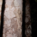 leaf-tailed gecko
