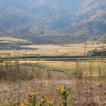 ripe rice wide