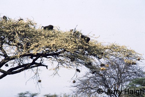 Baboons and weaver bird nests on acacia