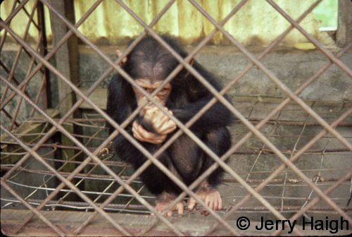 Caged young chimp, victim of the bushmeat trade