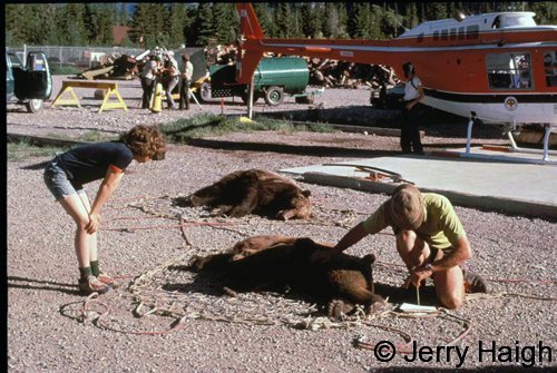 Drugged grizzly bears ready to be moved 1978