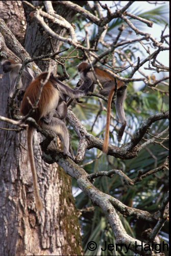 Red colobus monkeys