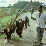 Bushmeat vendor