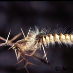 Caterpillar on thorn
