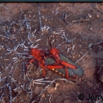 Copulating locusts