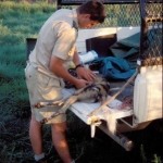 Wild dog samples, Markus Hofmeyr