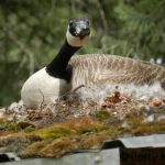 goose-Canada Goose on the nest. May 20 2013vcu500_0