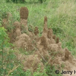 Termite mound