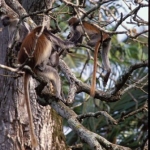 Red colobus monkeys