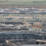 Salt pans and flamingos