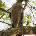 Serpent Eagle in Sri Lanka