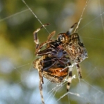 Spider and meal