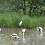 Storks and Egrets in Sri LankaMERA