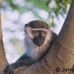 Vervet monkey
