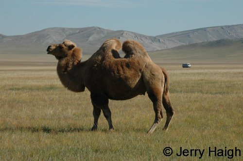 Bactrian camel on steppe