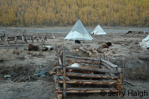 Reindeer and cattle in camp