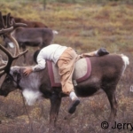 Boy mounting reindeer