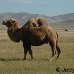 Bactrian camel on steppe