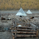 Reindeer and cattle in camp