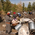 moving camp with loaded reindeer