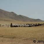 Horse herding sheep goats