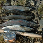 A few lenok caught on a grasshopper fly