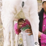 Morning milking of reindeer