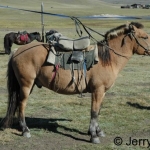 Mongolian horse I rode