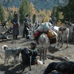 Reindeer camp on the move