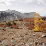 Tree-line ride