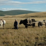 yak cart in the steppe