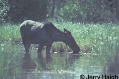 Moose