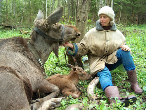 Tatiana Minaeva and a Kostroma moose cow with calf