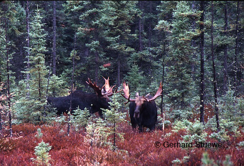 Two moose bulls just after competition encounter. The loser (at right) has turned away.