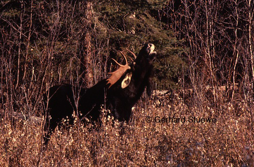 Flehmen behaviour of a bull moose during the rut
