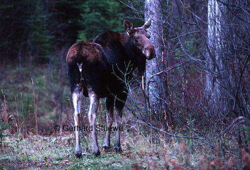 White vulval patch on cow moose is distinctive