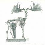 JG Millais\' picture of extinct