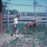 Karen and a moose calf