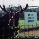 Mickey moose at some willows. The original caption in The Journal of Irreproducible Results read \'Developments in Bioengineering