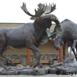 Moose Bronze created by Beverly Paddleford