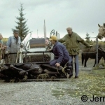 Drugged moose in a front-end loader